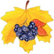 Украшение на скотче «Лист клёна жёлтый с черной рябиной» (компл.=10 шт)